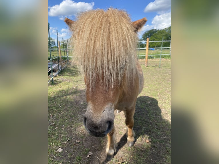 Mini Shetland Pony Stallion 2 years 7,3 hh Chestnut-Red in Norderstedt