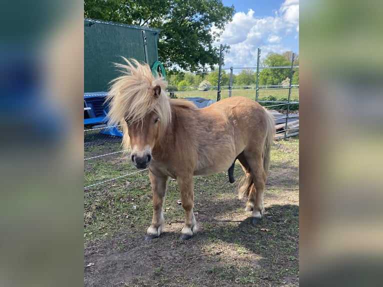 Mini Shetland Pony Stallion 2 years 7,3 hh Chestnut-Red in Norderstedt