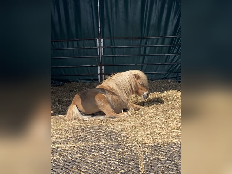 Mini Shetland Pony Stallion 2 years 7,3 hh Chestnut-Red in Norderstedt