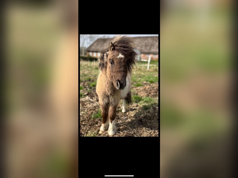Mini Shetland Pony Stallion 2 years 7,3 hh in Døstrup
