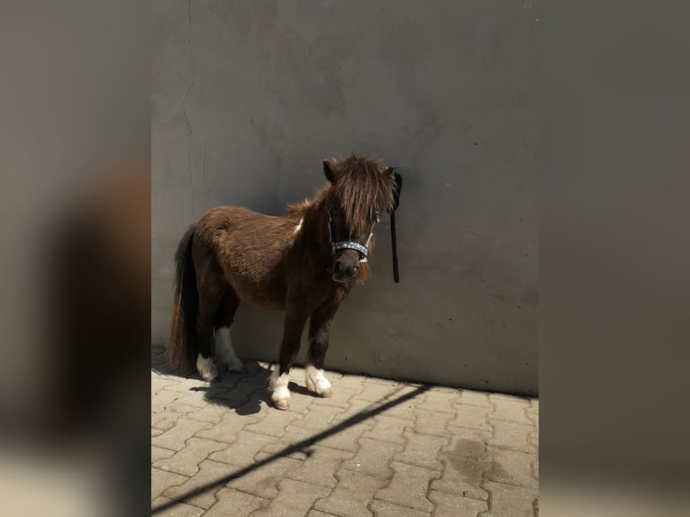 Mini Shetland Pony Stallion 2 years 8,1 hh Pinto in Dorfen