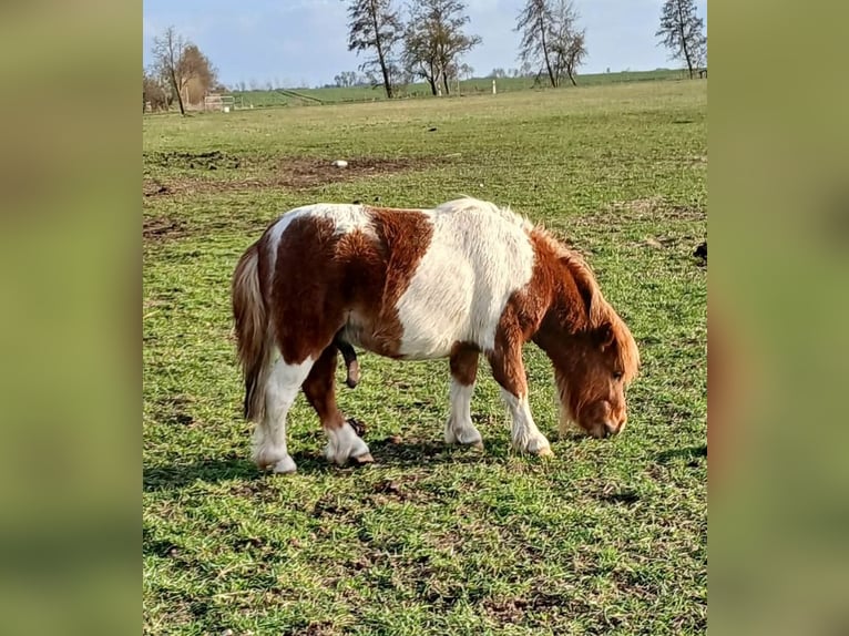 Mini Shetland Pony Stallion 2 years 8 hh Pinto in Reppichau