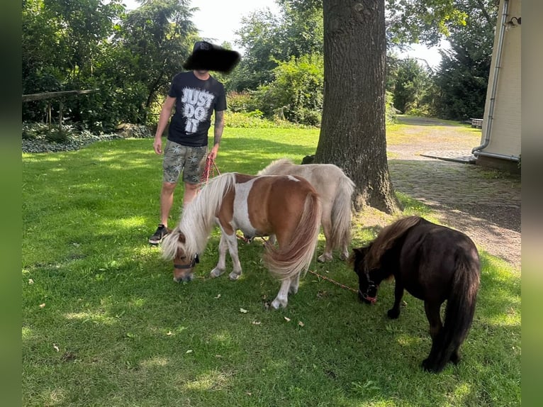 Mini Shetland Pony Stallion Pinto in Dätgen