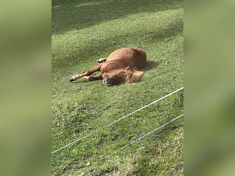 Mini Shetland Pony Stallion 2 years 8,1 hh Chestnut-Red in Rheine