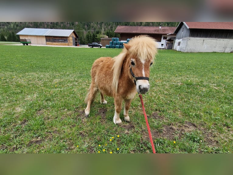 Mini Shetland Pony Stallion 2 years Chestnut-Red in Leutasch