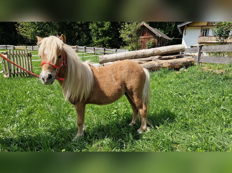 Mini Shetland Pony Stallion 2 years Chestnut-Red in Leutasch