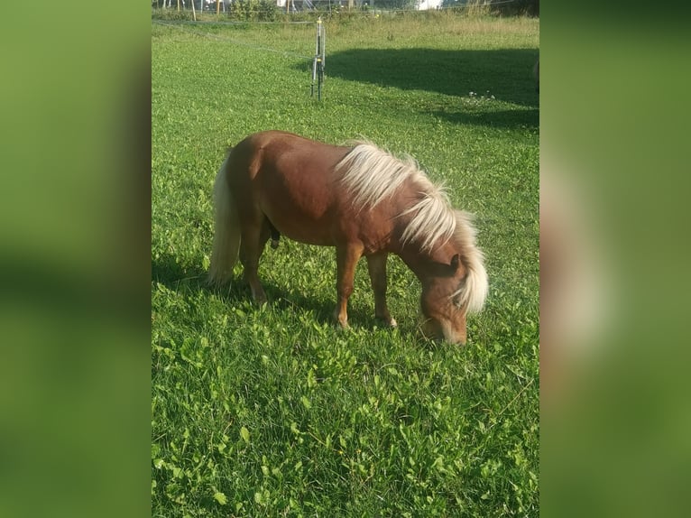 Mini Shetland Pony Stallion 3 years 7,3 hh Chestnut-Red in Walting