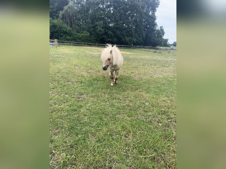 Mini Shetland Pony Stallion 3 years 7,3 hh Palomino in Holste