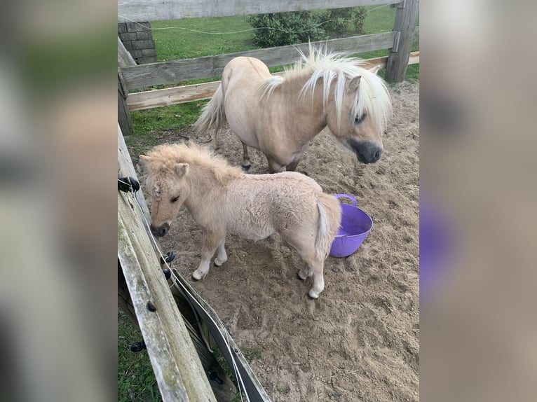 Mini Shetland Pony Stallion 3 years 7,3 hh Palomino in Holste