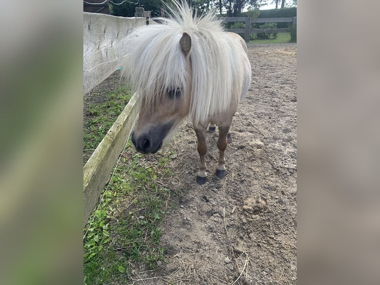 Mini Shetland Pony Stallion 3 years 7,3 hh Palomino in Holste