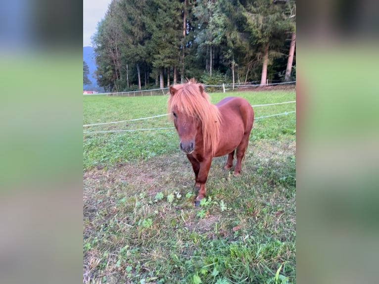 Mini Shetland Pony Stallion 3 years 7,1 hh Chestnut-Red in Kleblach-Lind