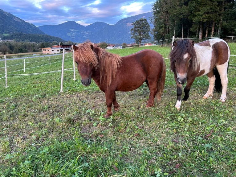 Mini Shetland Pony Stallion 3 years 7,1 hh Chestnut-Red in Kleblach-Lind