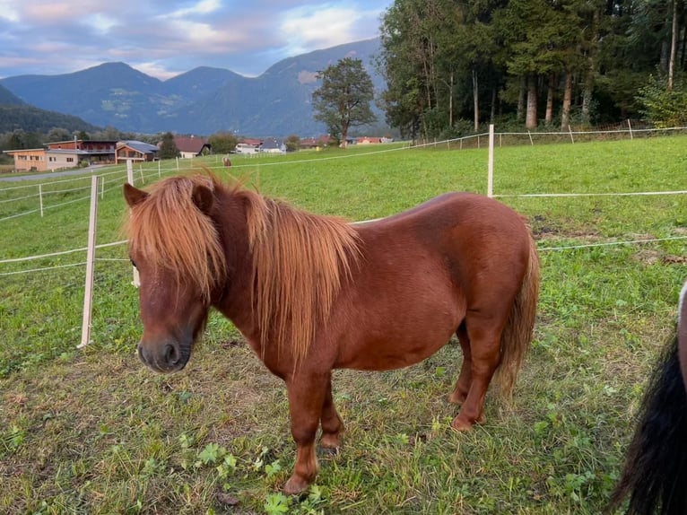 Mini Shetland Pony Stallion 3 years 7,1 hh Chestnut-Red in Kleblach-Lind