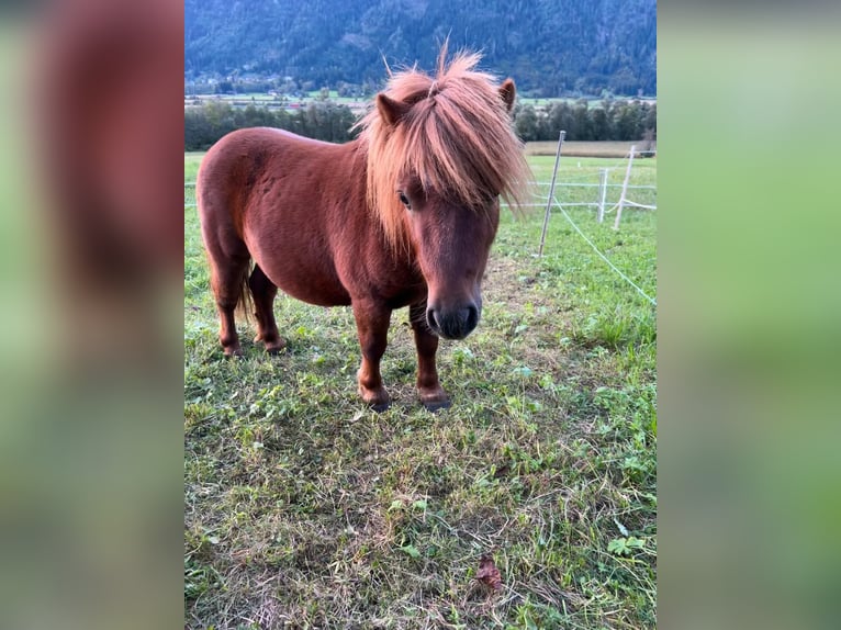 Mini Shetland Pony Stallion 3 years 7,1 hh Chestnut-Red in Kleblach-Lind