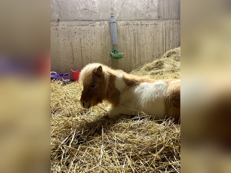 Mini Shetland Pony Stallion 3 years 7,1 hh Pinto in Obertshausen