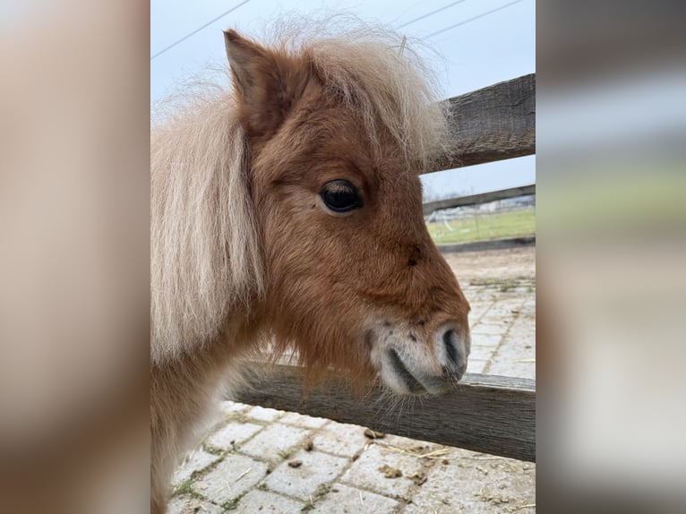 Mini Shetland Pony Stallion 3 years 7,1 hh Pinto in Obertshausen