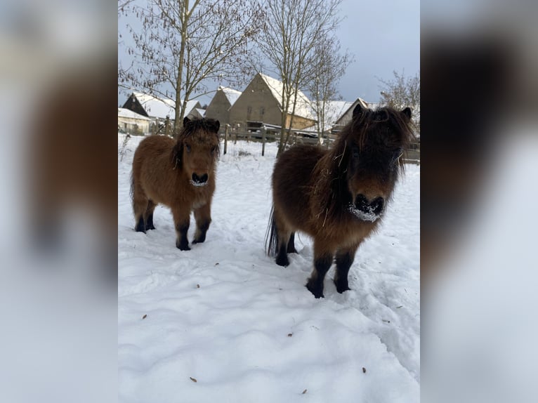 Mini Shetland Pony Stallion 3 years 7,2 hh Brown in Königsberg in Bayern
