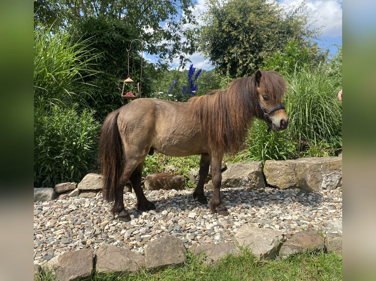 Mini Shetland Pony Stallion 3 years 7,2 hh Brown in Königsberg in Bayern