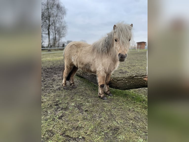 Mini Shetland Pony Stallion 3 years 7,2 hh Palomino in Rheine