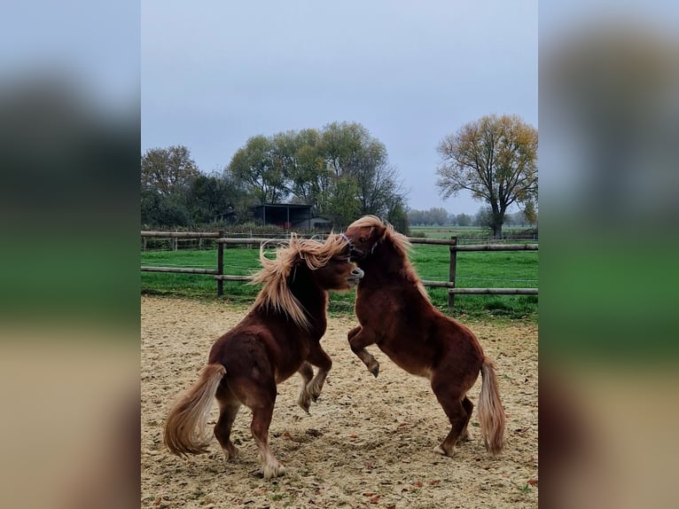 Mini Shetland Pony Stallion 3 years 7,3 hh Chestnut-Red in Geseke
