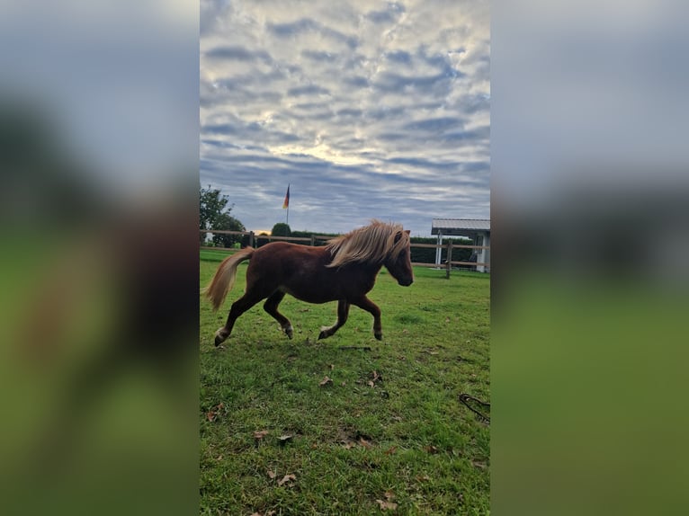 Mini Shetland Pony Stallion 3 years 7,3 hh Chestnut-Red in Geseke