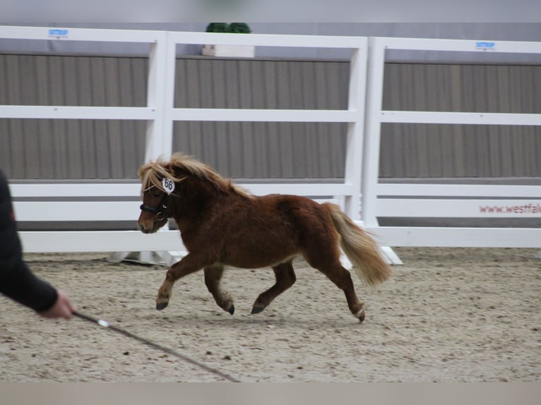 Mini Shetland Pony Stallion 3 years 7,3 hh Chestnut-Red in Geseke