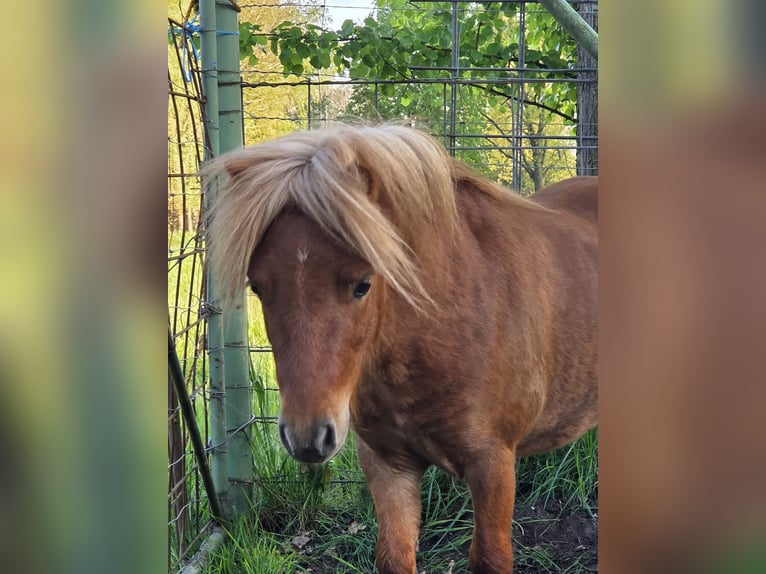 Mini Shetland Pony Stallion 3 years 7,3 hh Chestnut-Red in Geseke