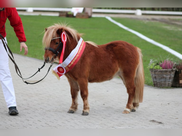 Mini Shetland Pony Stallion 3 years 7,3 hh Chestnut-Red in Geseke