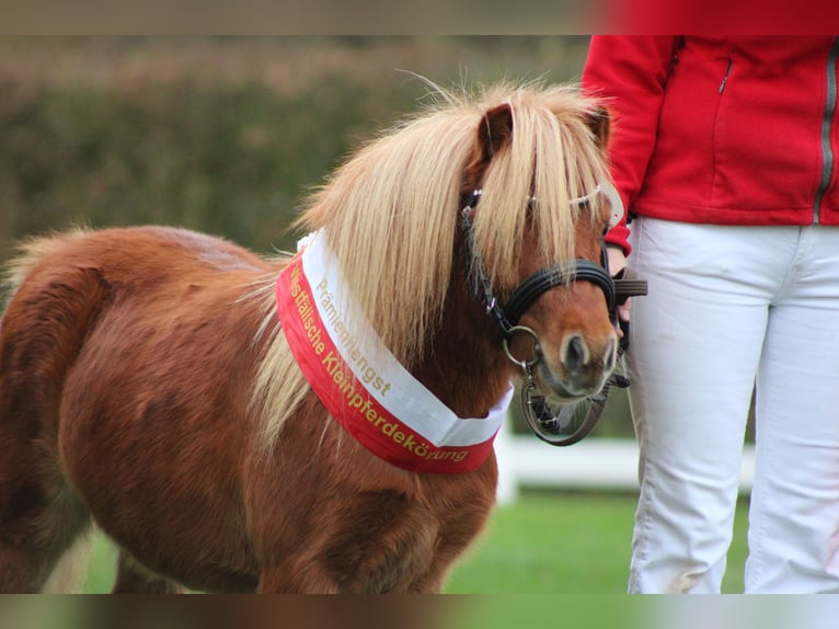 Mini Shetland Pony Stallion 3 years 7,3 hh Chestnut-Red in Geseke