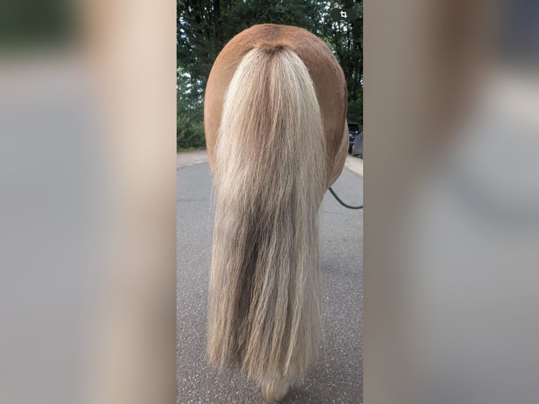 Mini Shetland Pony Stallion 3 years 7,3 hh Chestnut-Red in Norderstedt