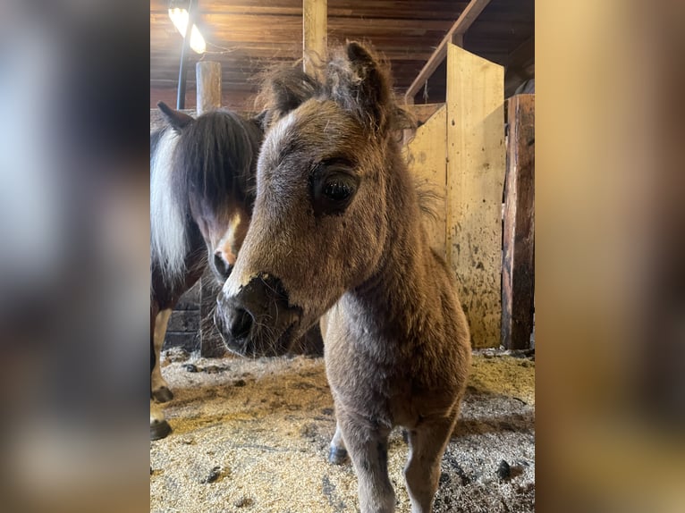 Mini Shetland Pony Stallion 3 years 8.1 hh Bay-Dark in Vallset