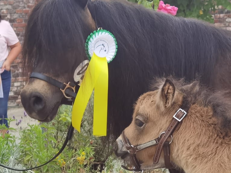 Mini Shetland Pony Stallion 3 years 8,1 hh Pinto in Niederzier