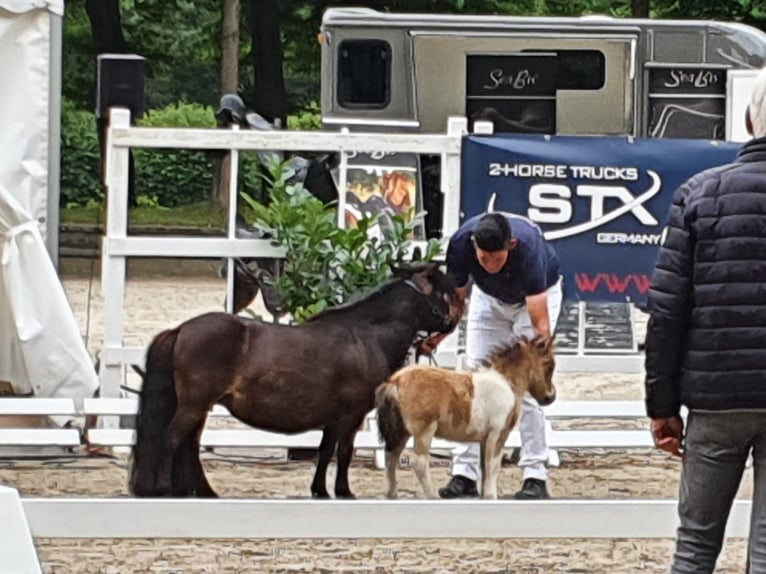 Mini Shetland Pony Stallion 3 years 8,1 hh Pinto in Niederzier