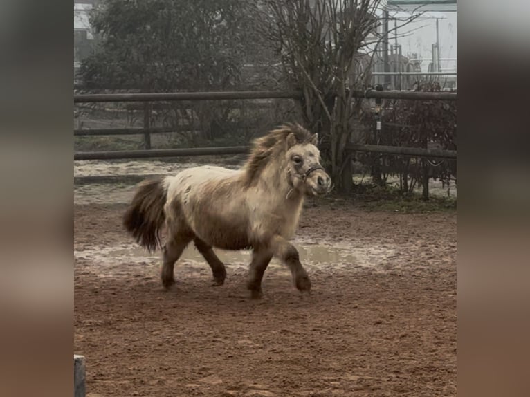 Mini Shetland Pony Stallion 3 years 8,1 hh Dun in Fronreute