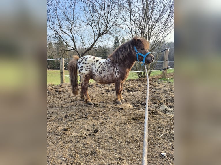 Mini Shetland Pony Mix Stallion 4 years 7.2 hh Leopard-Piebald in Novo mesto