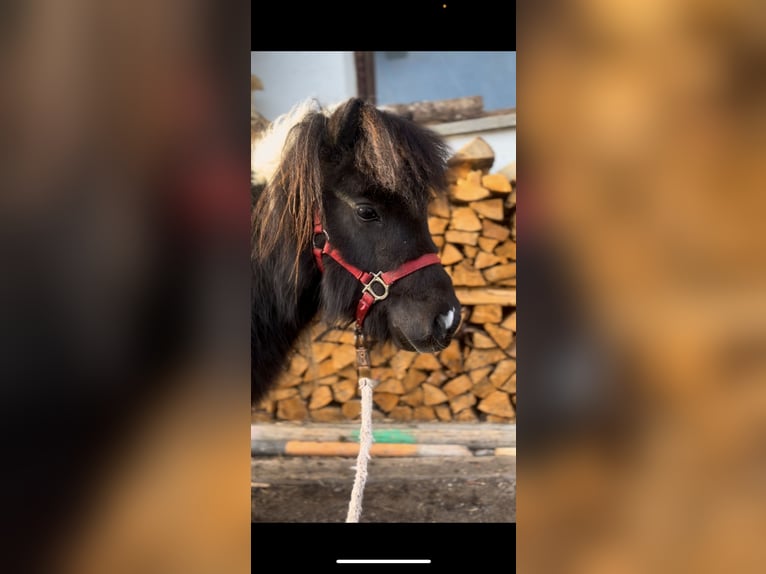 Mini Shetland Pony Stallion 4 years 7.3 hh Pinto in Tux