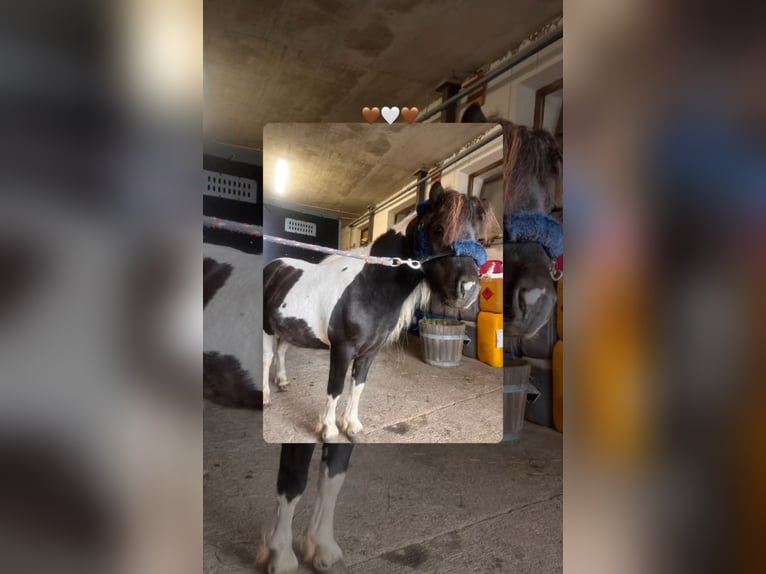 Mini Shetland Pony Stallion 4 years 7.3 hh Pinto in Tux