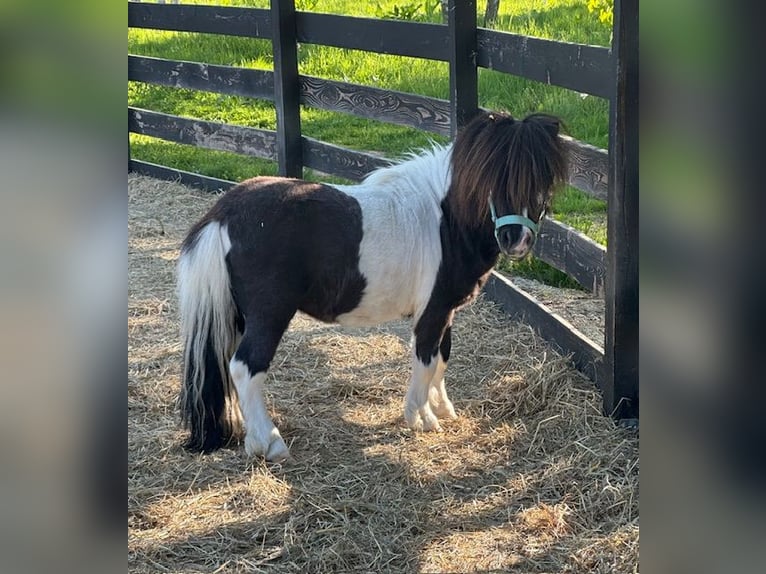 Mini Shetland Pony Stallion 4 years 7,1 hh Pinto in Klodzko