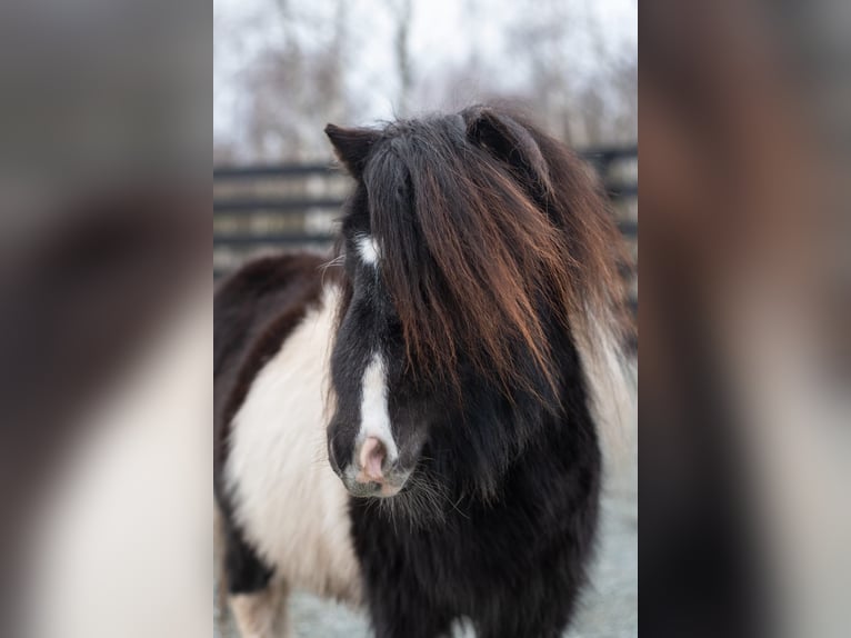 Mini Shetland Pony Stallion 4 years 7,1 hh Pinto in Klodzko