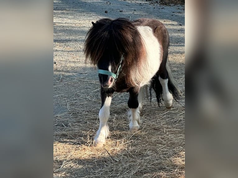 Mini Shetland Pony Stallion 4 years 7,1 hh Pinto in Klodzko