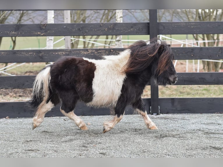 Mini Shetland Pony Stallion 4 years 7,1 hh Pinto in Klodzko