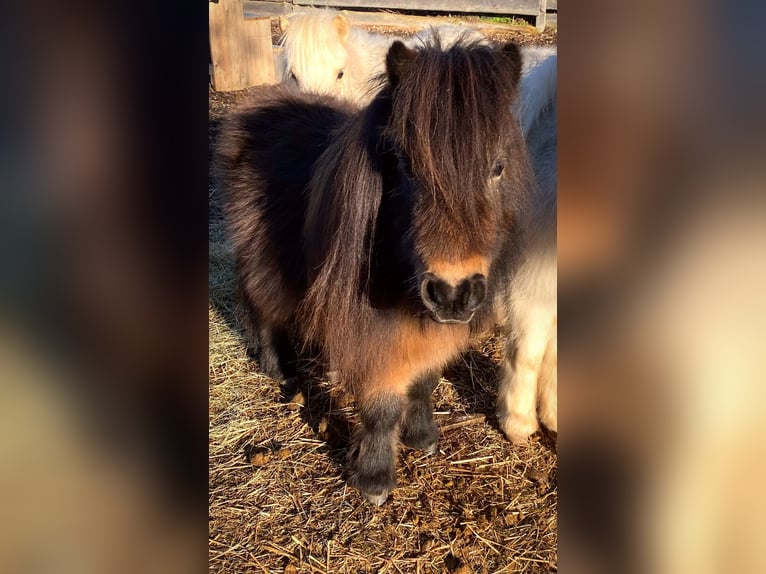 Mini Shetland Pony Stallion 4 years 7,2 hh Brown in Königsberg in Bayern