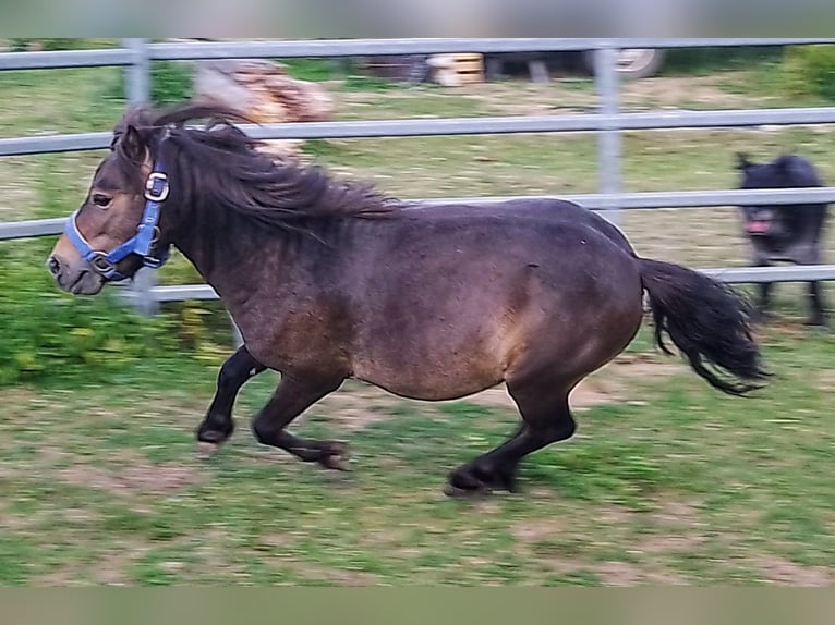 Mini Shetland Pony Stallion 4 years 7,3 hh Bay-Dark in Unterschneidheim