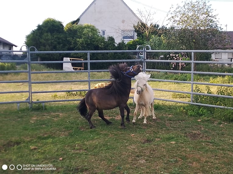 Mini Shetland Pony Stallion 4 years 7,3 hh Bay-Dark in Unterschneidheim