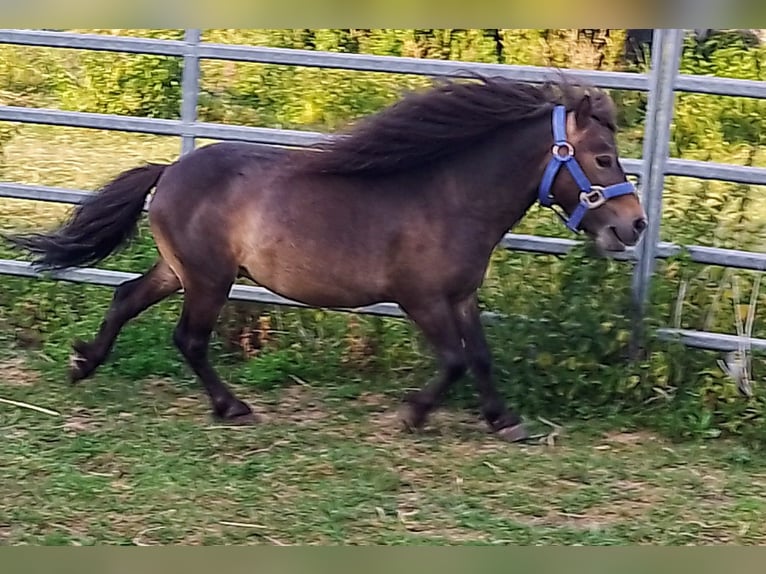 Mini Shetland Pony Stallion 4 years 7,3 hh Bay-Dark in Unterschneidheim