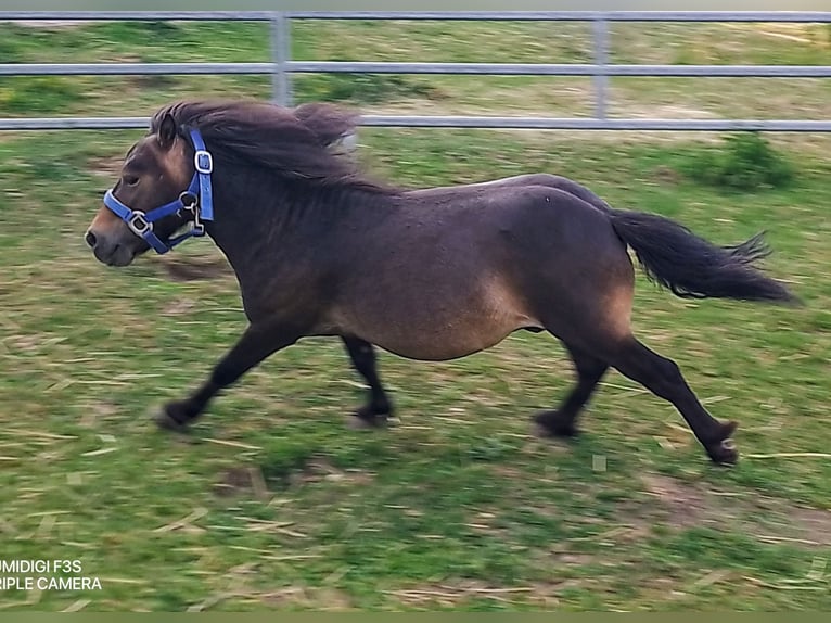 Mini Shetland Pony Stallion 4 years 7,3 hh Bay-Dark in Unterschneidheim