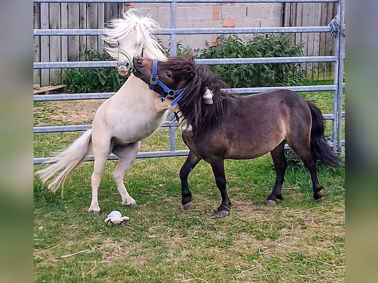 Mini Shetland Pony Stallion 4 years 7,3 hh Bay-Dark in Unterschneidheim