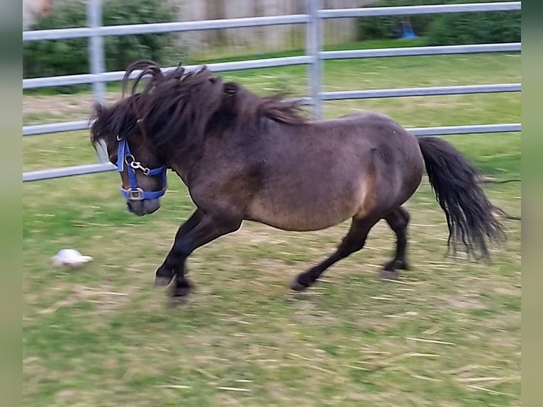 Mini Shetland Pony Stallion 4 years 7,3 hh Bay-Dark in Unterschneidheim
