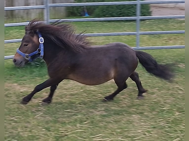 Mini Shetland Pony Stallion 4 years 7,3 hh Bay-Dark in Unterschneidheim