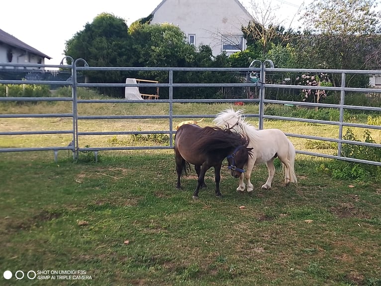 Mini Shetland Pony Stallion 4 years 7,3 hh Bay-Dark in Unterschneidheim